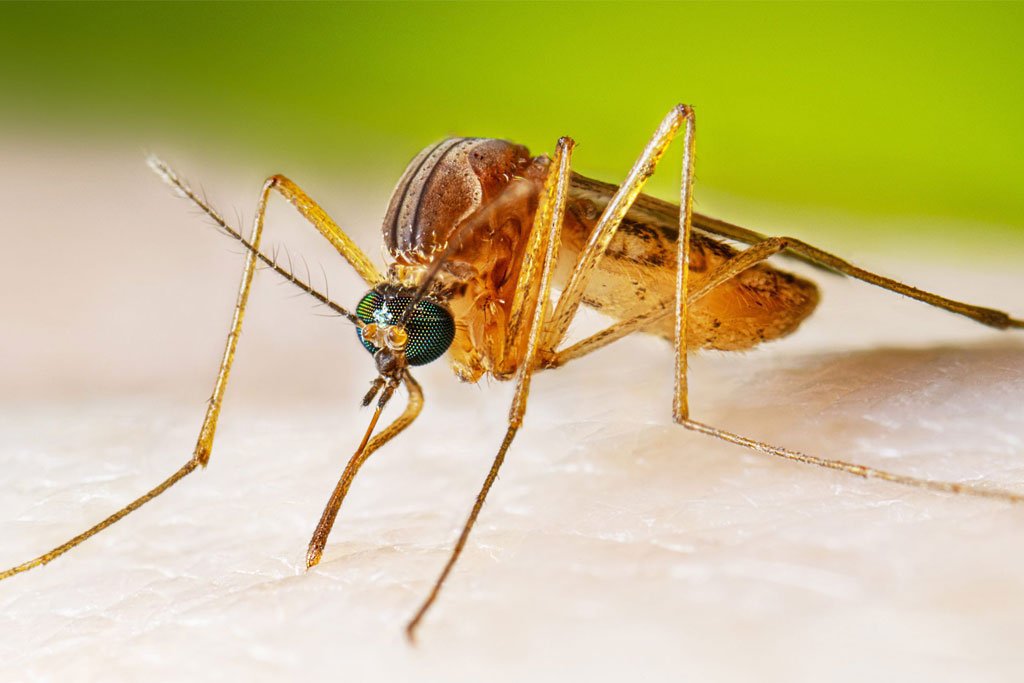 Japanese Encephalitis Vaccine at Earls Barton Pharmacy