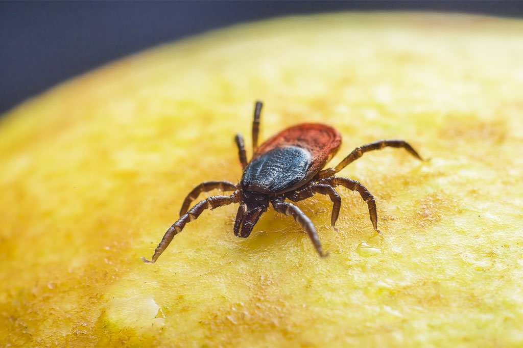 Tick-Borne Encephalitis Vaccine at Earls Barton Pharmacy