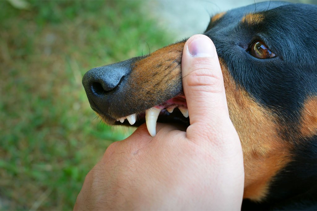Rabies Vaccine at Earls Barton Pharmacy